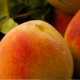 Αρωματικό Χώρου Peach